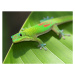 Fotografie Green Gecko  On Leaf, Pete Orelup, 40 × 30 cm