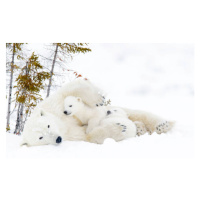Fotografie Polar bear (Ursus maritimus), AndreAnita, (40 x 26.7 cm)
