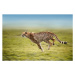 Fotografie running cheetah, Freder, (40 x 26.7 cm)
