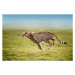 Fotografie running cheetah, Freder, 40 × 26.7 cm