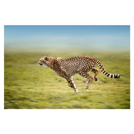 Fotografie running cheetah, Freder, 40 × 26.7 cm