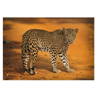 Fotografie Sri Lankan Leopard, all images copyright of Jamie Lamb - elusive-images.co.uk, 40 × 2