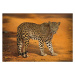 Fotografie Sri Lankan Leopard, all images copyright of Jamie Lamb - elusive-images.co.uk, 40 × 2