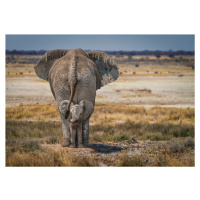 Fotografie Baby Elephant, Marcel Egger, (40 x 26.7 cm)