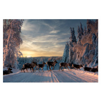 Fotografie A group of reindeers crossing the, Jonas / Bildmedia  / 500px, 40 × 26.7 cm