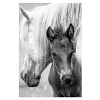 Fotografie The Foal, Jacky Parker, 26.7x40 cm