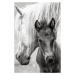 Fotografie The Foal, Jacky Parker, 26.7 × 40 cm