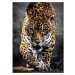 Clementoni Puzzle 1000 Jaguar