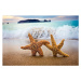 Fotografie In the Mood for Love -  Couple of Starfish, Pinopic, 40 × 26.7 cm