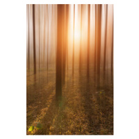 Fotografie Golden Forest, owngarden, 26.7 × 40 cm