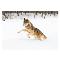 Fotografie Gray Wolf in Winter, KenCanning, (40 x 26.7 cm)
