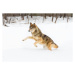 Fotografie Gray Wolf in Winter, KenCanning, 40x26.7 cm