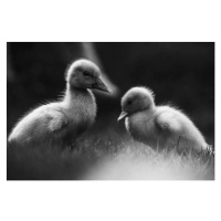 Fotografie Close-up of ducklings perching on field,Costa Rica, Ana LGN / 500px, 40x26.7 cm