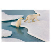 Fotografie Two polar bears climbing out of water., SeppFriedhuber, 40x26.7 cm