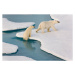 Fotografie Two polar bears climbing out of water., SeppFriedhuber, (40 x 26.7 cm)