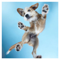 Fotografie PuppyDance3, Gandee Vasan, 40 × 40 cm