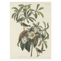 John James (after) Audubon - Obrazová reprodukce Bachman's Warbler, 1834, (30 x 40 cm)