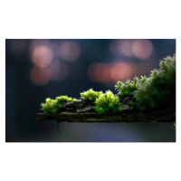 Umělecká fotografie close-up of moss on a branch, Alin Boehmer, (40 x 24.6 cm)