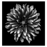 Fotografie A monochrome dahlia on a black background, OGphoto, 40 × 40 cm