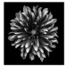 Fotografie A monochrome dahlia on a black background, OGphoto, 40 × 40 cm