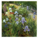 Obrazová reprodukce Irises and Oxeye Daisies, 1997, Timothy Easton, 40 × 40 cm