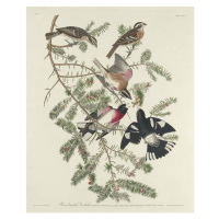 Obrazová reprodukce Rose-breasted Grosbeak, 1832, John James (after) Audubon, 30 × 40 cm