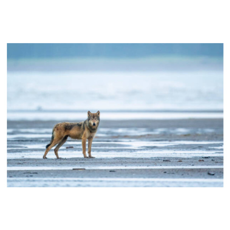 Plakát, Obraz - An Alaskan coastal wolf, jared lloyd, 40 × 26.7 cm