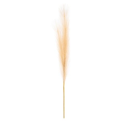 Pampas tráva, světle hnědá, 9 x 77 cm