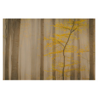 Fotografie Forest in fall, Vio Oprea, 40x26.7 cm