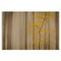 Fotografie Forest in fall, Vio Oprea, 40 × 26.7 cm