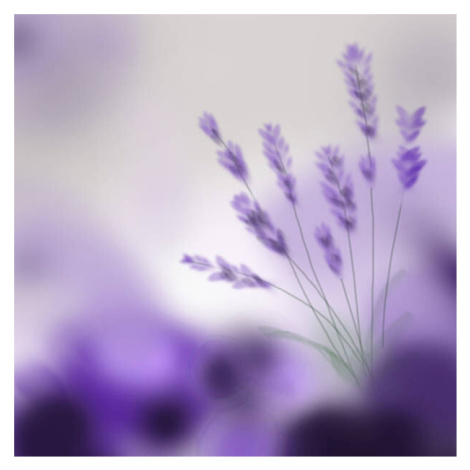 Fotografie Lavender bouquet on purple background. Digital, ruxi_coroiu, 40 × 40 cm