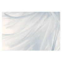 Fotografie Beautiful white gray colors tone feather, nadtytok, 40 × 26.7 cm