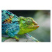 Fotografie Rwenzori three-horned chameleon, Jonne Seijdel, 40 × 26.7 cm