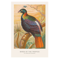 Ilustrace The Impeyan Pheasant (Birds of the Tropics) - George Harris, (26.7 x 40 cm)