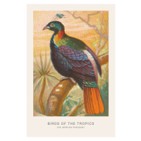 Ilustrace The Impeyan Pheasant (Birds of the Tropics) - George Harris, 26.7 × 40 cm