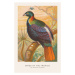 Ilustrace The Impeyan Pheasant (Birds of the Tropics) - George Harris, 26.7 × 40 cm