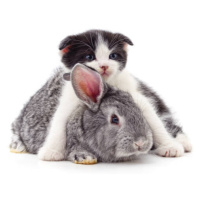 Fotografie Little kitty and bunny., Voren1, 40x30 cm