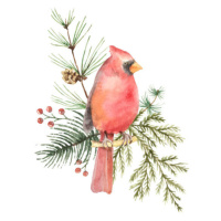 Ilustrace Watercolor vector Christmas bouquet with Bird, ElenaMedvedeva, 33.3 × 40 cm