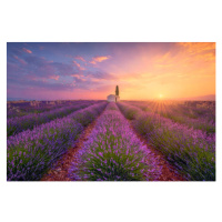 Ilustrace France, Alpes-de-Haute-Provence, Valensole, lavender field at, Westend61, 40 × 26.7 cm