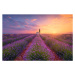 Ilustrace France, Alpes-de-Haute-Provence, Valensole, lavender field at, Westend61, 40 × 26.7 cm