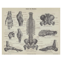 German School, - Obrazová reprodukce Ligaments of the human body, (40 x 30 cm)