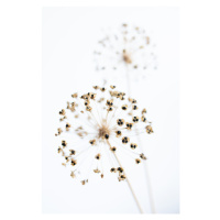 Fotografie Dried Flower_2_natural, Studio Collection, 26.7 × 40 cm