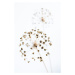 Fotografie Dried Flower_2_natural, Studio Collection, 26.7 × 40 cm