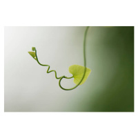 Fotografie Delicate plant tendril, PhotoAlto/Michele Constantini, 40 × 26.7 cm