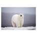 Fotografie Polar Bear on ice, Paul Souders, 40 × 26.7 cm