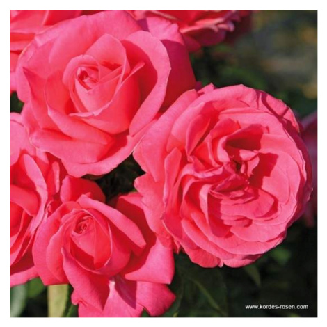 Růže Kordes 'Cherry Lady' květináč 5 litrů