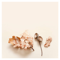 Fotografie Fallen oak leaves and acorn caps on a beige background. Autumn monochrome concept wit