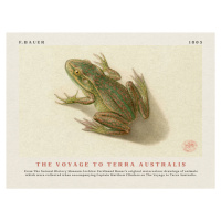 Obrazová reprodukce Watercolour Frog from The Voyage to Terra Australis (Vintage Academia) - Fer