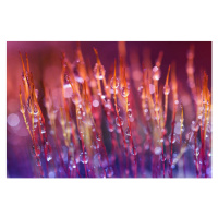 Umělecká fotografie moss macro, lienkie, (40 x 26.7 cm)