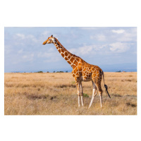 Fotografie Giraffes in the savannah, Kenya, Anton Petrus, 40x26.7 cm